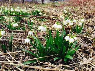 Дома для отпуска Solnce Karpat Поляна Коттедж с видом на горы-73